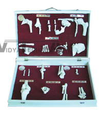 The model of human joint classification Dimension:Natural size 720*470*135(mm)